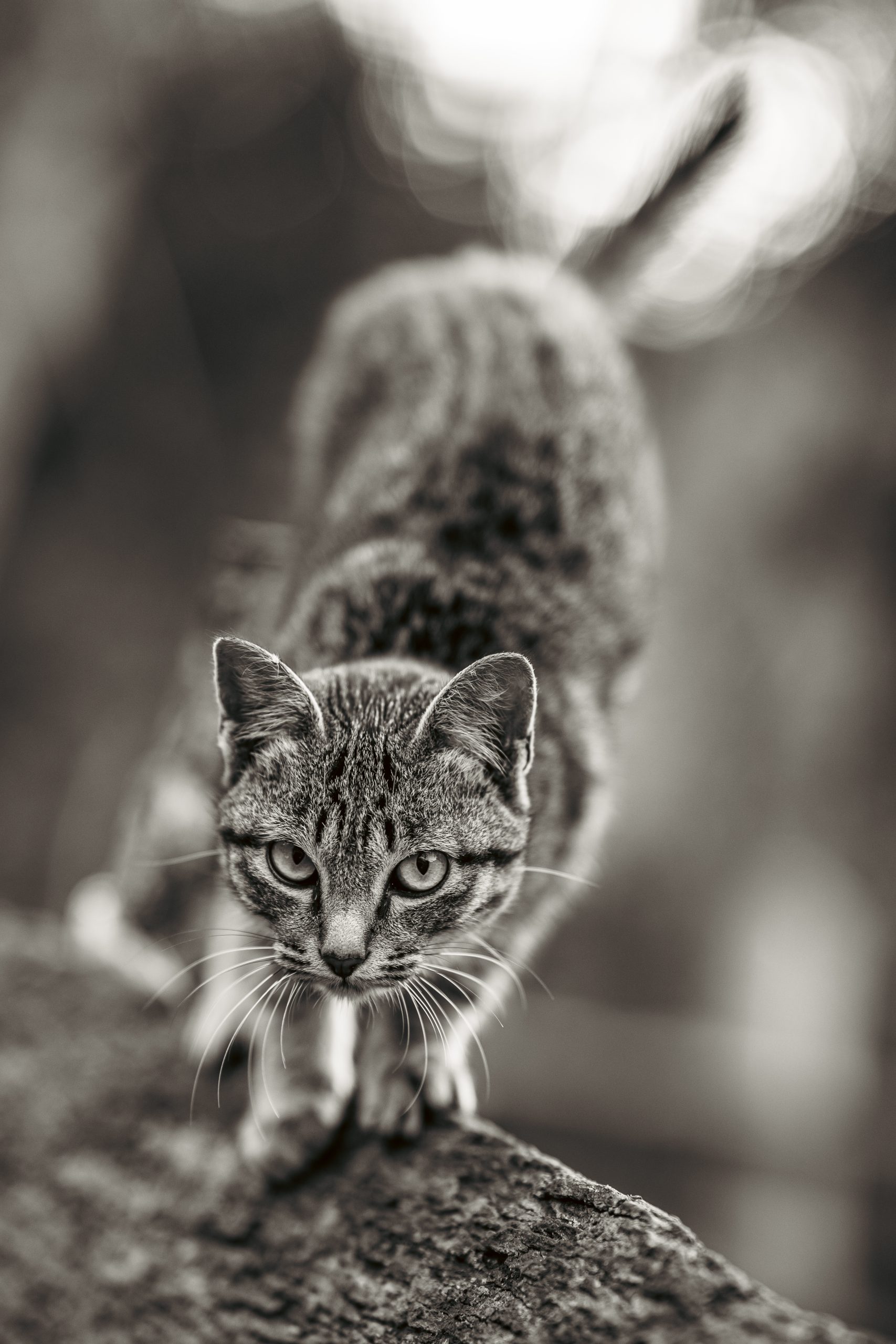 Black-and-white photography by Atit Siri